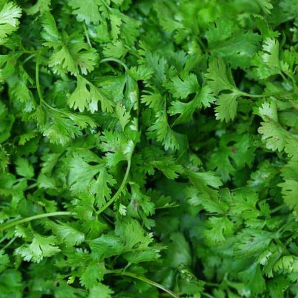 Coriander Shalimar Improved Organic Vegetable Seeds